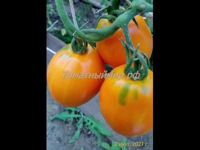 Томат Южный загар