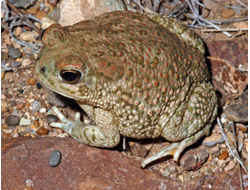 Техасская жаба(Bufo speciosus, илиAnaxyrus speciosus)