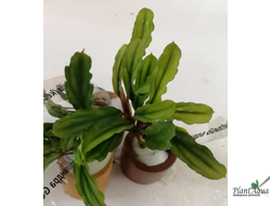 Буцефаландра Kedagang long wavy