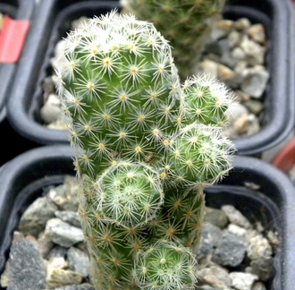 Mammillaria schiedeana v. giselae ML 677