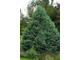 Пихта субальпийская Compacta