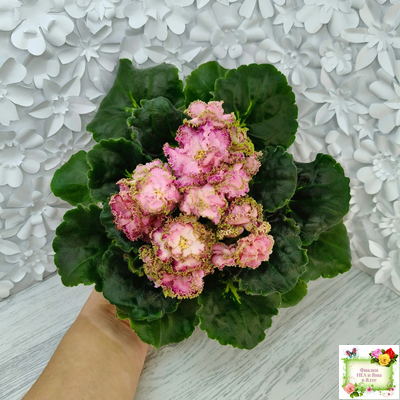 ЛЕ-Медуница (Е. Лебецкая) 2020 г.