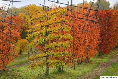 Топиар клён Гиннала в форме шпалеры