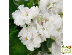 АВ-Любимая Игрушка (Фиалковод) 2015 г.