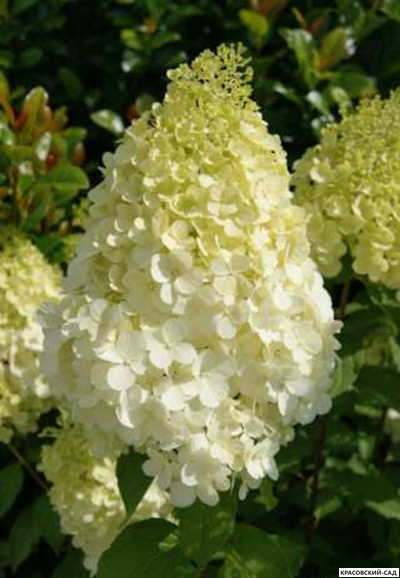 Купить Гортензия метельчатая Полар Бир в Москве - Фото - Красовский-Сад.рф