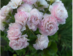 Пеларгония Эммануэль