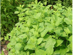 Гидролат Мелисса лекарственная (Melissa officinalis) побеги и листья, 100 мл