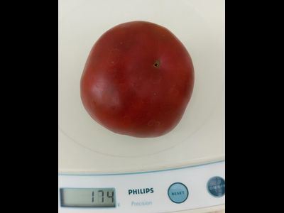 Томат Занавес Маргарет (Margaret Curtain, США)