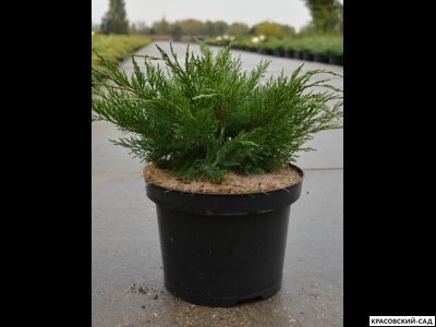 Можжевельник обыкновенный Мейер в сетке и мешковине готова к доставке - Красовский-Сад.рф
