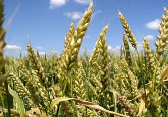 Собербаш семена озимой пшеницы