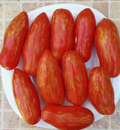 Томат Джалпа