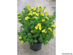 Лапчатка кустарниковая Голдстар