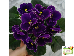 Mac's Black Pearl (G.McDonald) (лист посажен 01.11.25)