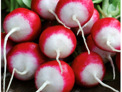 редис "Маяк" семена 2 грамма