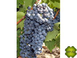 ВИНОГРАД "МАГАРАЧА" (РАННИЙ)