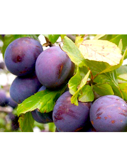 Слива Президент (поздн.)