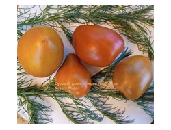 Томат Суровая Дыня немцев Поволжья (Severe Melon)