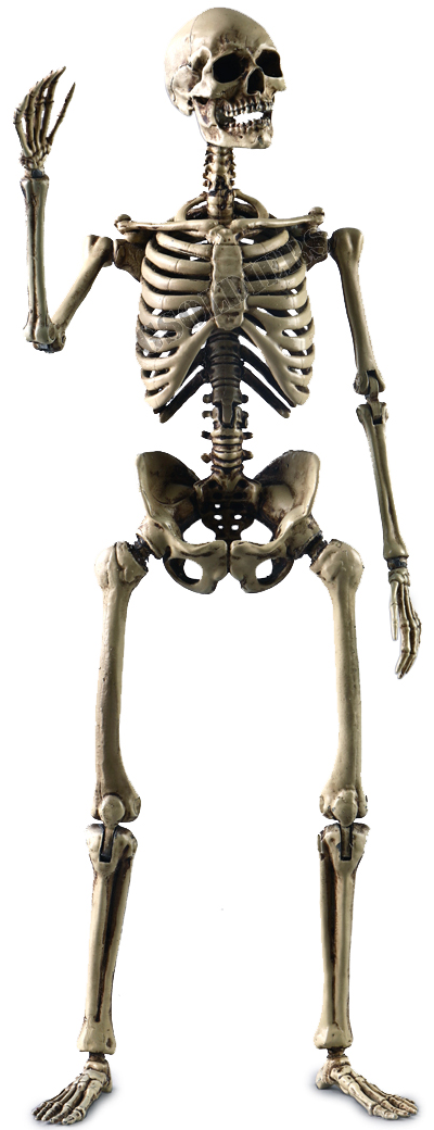 Человеческий скелет (из металла) - Коллекционная ФИГУРКА 1/6 scale THE HUMAN SKELETON (DIECAST ALLOY) (BS011) - COOMODEL