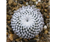 Mammillaria pectinifera (=Solisia pectinata ) (Piltz) - 5 семян