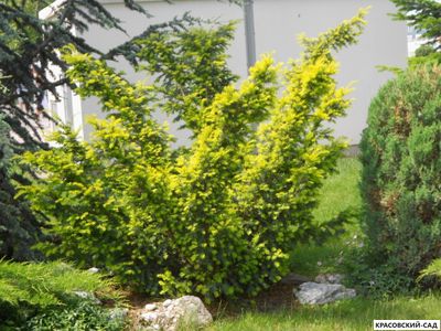 Тис ягодный Элегантиссима - Elegantissima