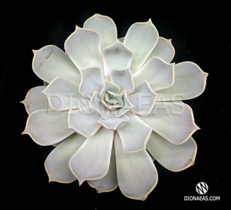 Echeveria Pollux, Эчеверия Поллюкс, Эхеверия Поллукс, Эхеверия ...