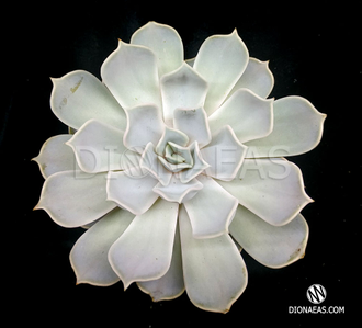 Echeveria Pollux