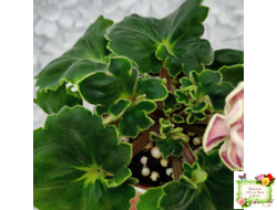 АВ-Варенье из Лепестков Роз (Фиалковод) 2022 г.