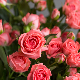 Барбадос (Barbados ),  Interplant