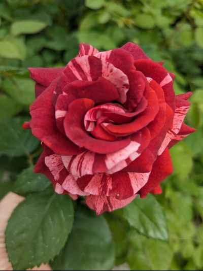 Дип Импрешн