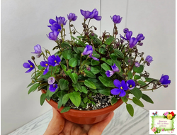 Teeny Bopper (L.Lyon) 5017 (08/27/1982) трейлер