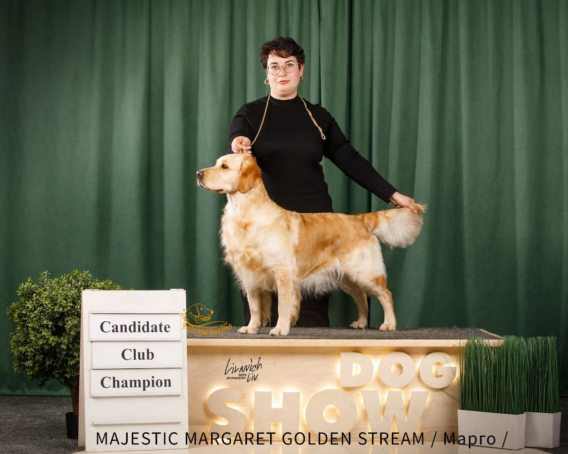 Марго / MAJESTIC MARGARET GOLDEN STREAM /