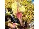 Sarracenia x alata x catesbaei