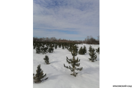 Кедр - фото 10 - питомник Красовский-Сад.рф