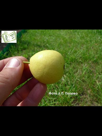 Скороспелка из Мичуринска (груша), 2года, ЗКС