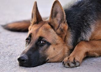 Овчарка DS817 (алмазная мозаика) mgm-ms avmn