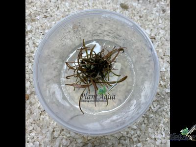 Криптокорина аффинис (меристемная)