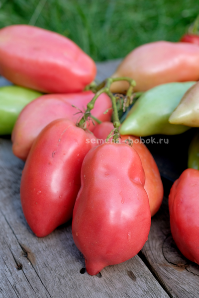 Томат Брикодейки Минусинские, 10 шт