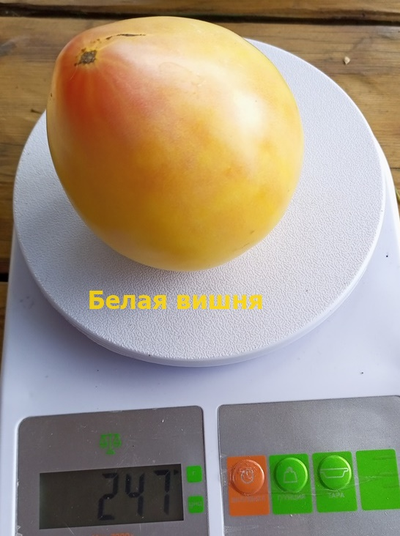 Томат Белая вишня