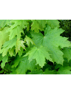 Клен остролистный