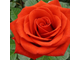 Роза сорт Маниту (Manitou)