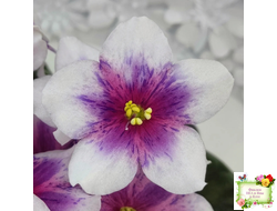 Dn-Райська Насолода (Д.Денисенко) химера (стартер сорт)