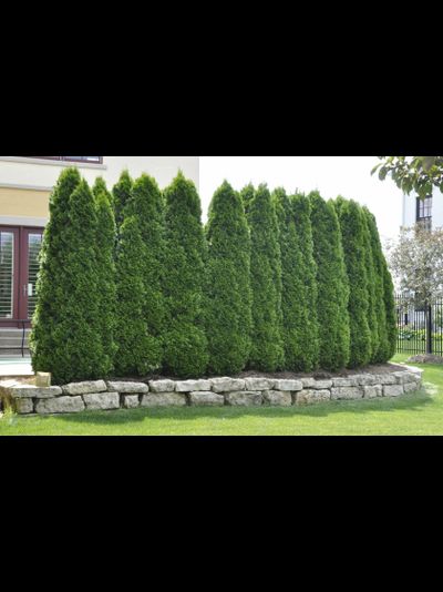 ТУЯ КОЛУМНА