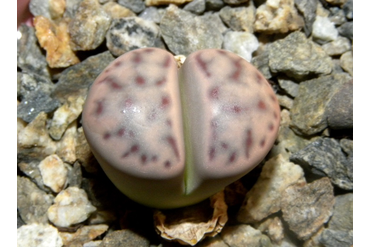 Lithops dinteri ssp. multipunctata 
