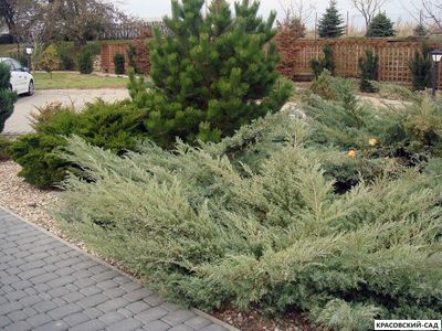 Можжевельник виргинский Грей Оул - Grey Owl