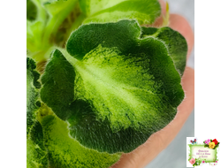 ОлА-Браслет Нефертири (О. Агафонова) листовая химера