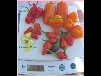 перец сладкий Апельсин