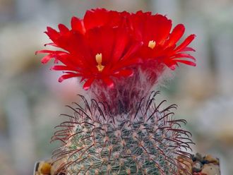 Parodia sanguiniflora P 158 - 5 семян