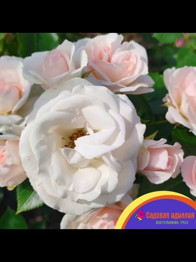 Аспирин (Aspirin Rose)