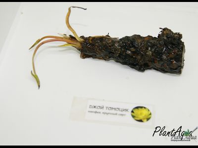 Нимфея Джой Томоцик