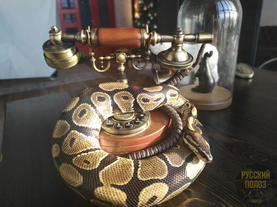 Королевский питон, Python regius, Ball Python
